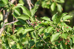 Malus mandshurica