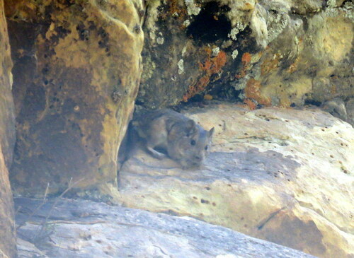 Mountain Degu