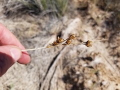 Juncus cooperi