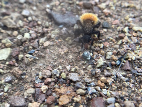 Magnificent Velvet Ant photo 5