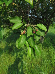 Malus mandshurica