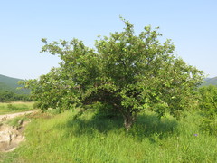 Malus mandshurica