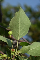 Malus mandshurica