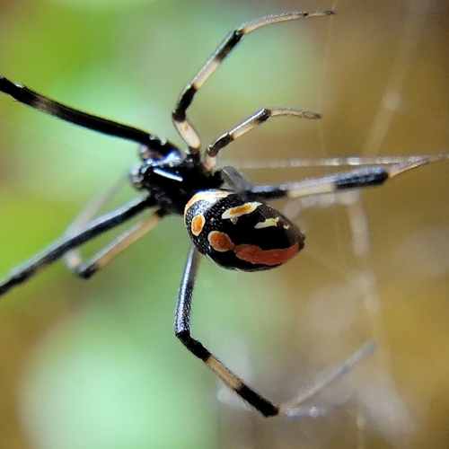 Southern Black Widow, photo 2 of 7