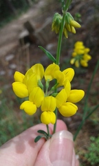 Coronilla juncea
