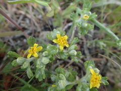 Eriophyllum multicaule