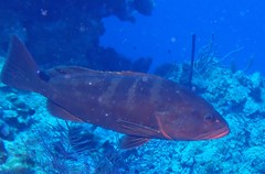 Epinephelus striatus