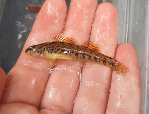 Cherokee Darter