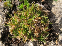 Colobanthus strictus