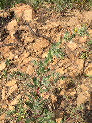 Camissoniopsis intermedia