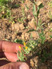 Camissoniopsis intermedia