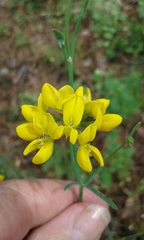 Coronilla juncea