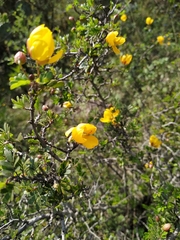 Chamaecrista greggii