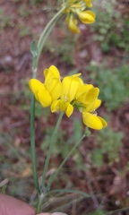 Coronilla juncea