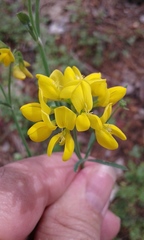 Coronilla juncea