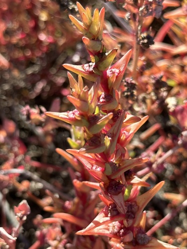 Image of Salsola soda by (c) Barbara Banfield, some rights reserved (CC BY)