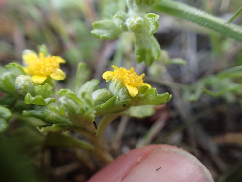 Image of Eriophyllum multicaule by no rights reserved