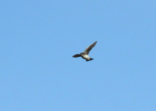 Andean Swallow (Orochelidon andecola), photo 5