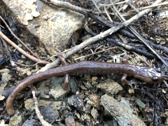 Plethodon asupak