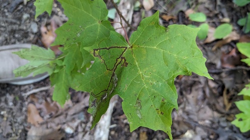 Glaucolepis saccharella photo 4