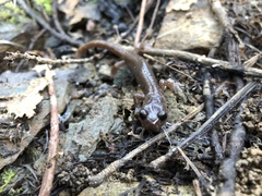 Plethodon asupak