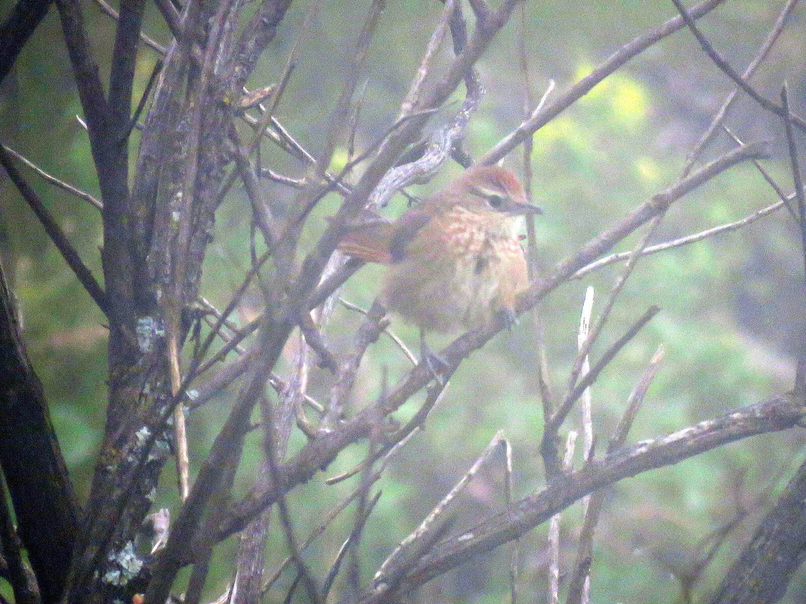 Spot-breasted Thornbird (Phacellodomus maculipectus), photo 9