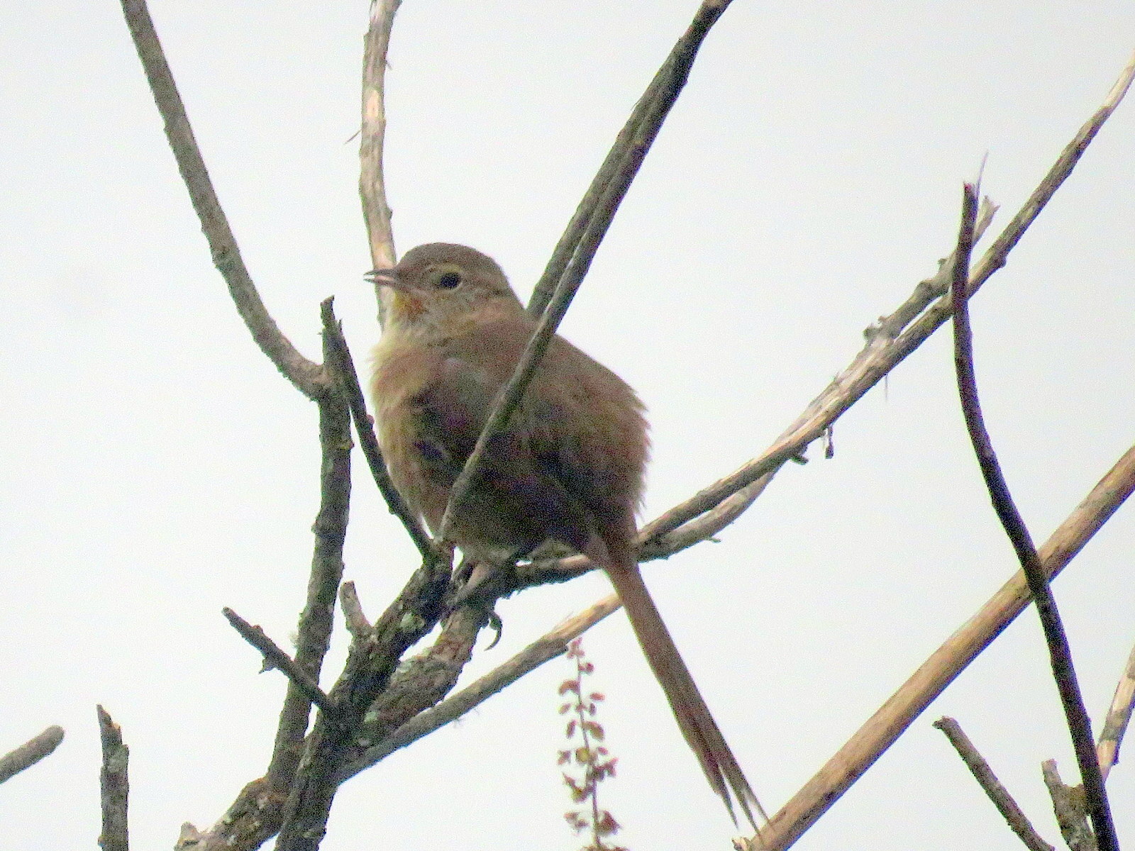 Maquis Canastero (Asthenes heterura), photo 3