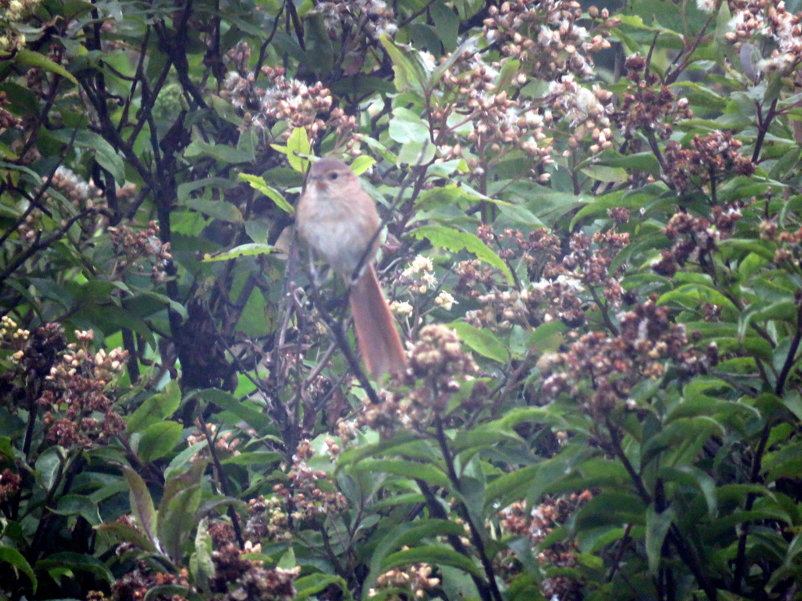 Maquis Canastero (Asthenes heterura), photo 8