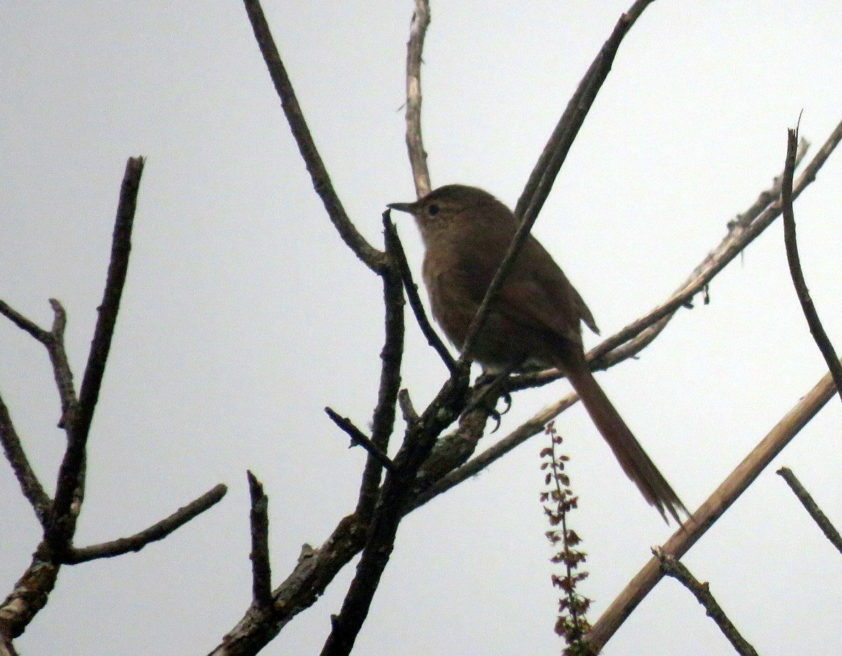 Maquis Canastero (Asthenes heterura), photo 6