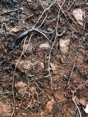 Plethodon stormi