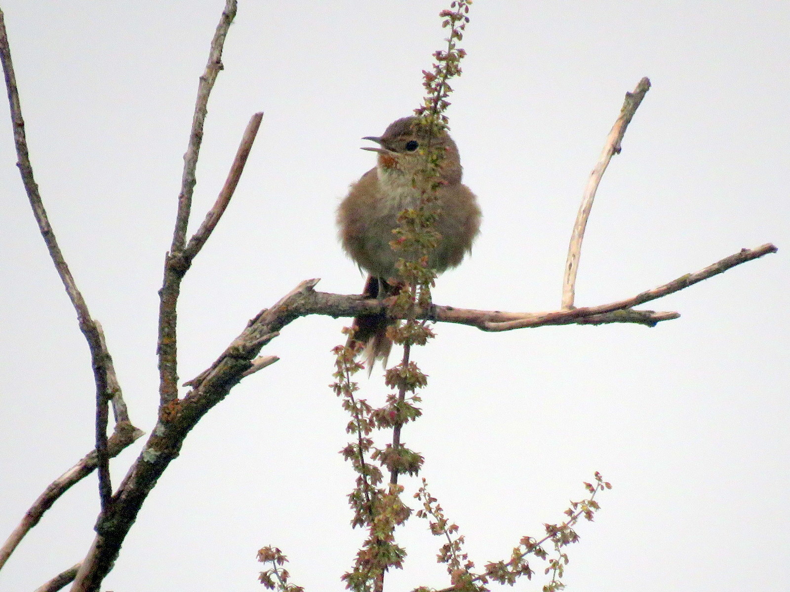 Maquis Canastero (Asthenes heterura), photo 2