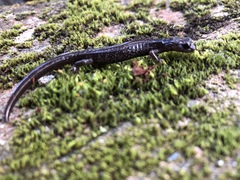 Plethodon stormi