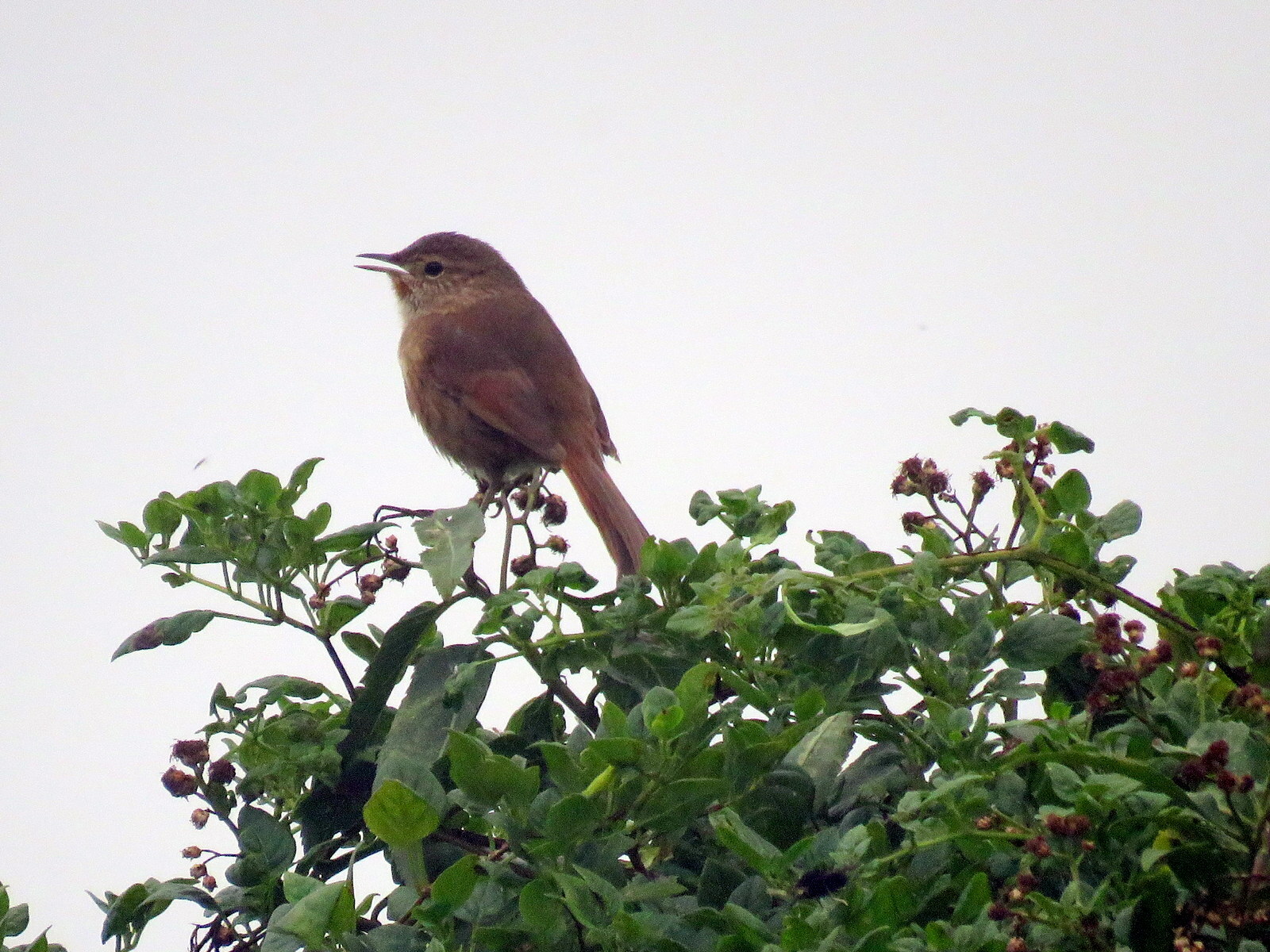 Maquis Canastero (Asthenes heterura), photo 7