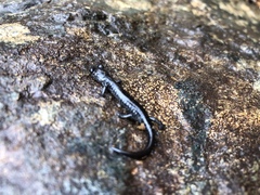 Aneides klamathensis