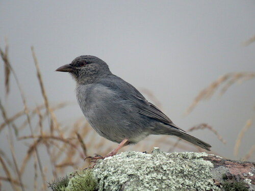 Boulder Finch (Idiopsar brachyurus), photo 9