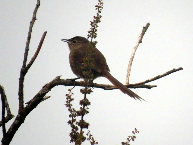 Maquis Canastero (Asthenes heterura), photo 9
