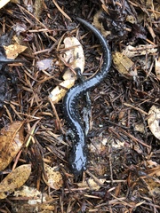 Aneides klamathensis