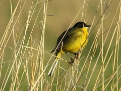 Motacilla flava feldegg