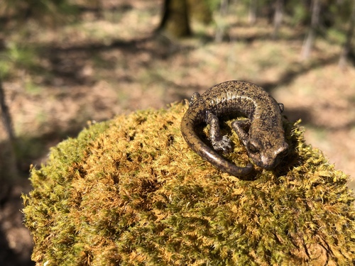 Samwel Shasta Salamander