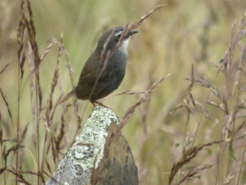 Zimmer's Tapaculo (Scytalopus zimmeri), photo 10