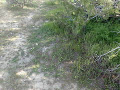 Eriophyllum multicaule