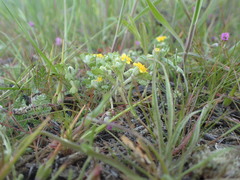 Eriophyllum multicaule