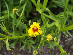 Helenium amphibolum