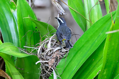 Coereba flaveola caboti
