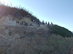 Leucocarbo carunculatus