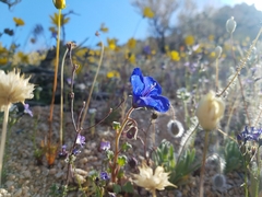 Phacelia nashiana