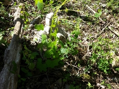 Menispermum canadense