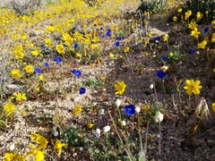 Phacelia nashiana