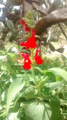 Salvia pulchella