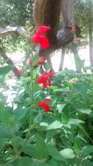 Salvia pulchella